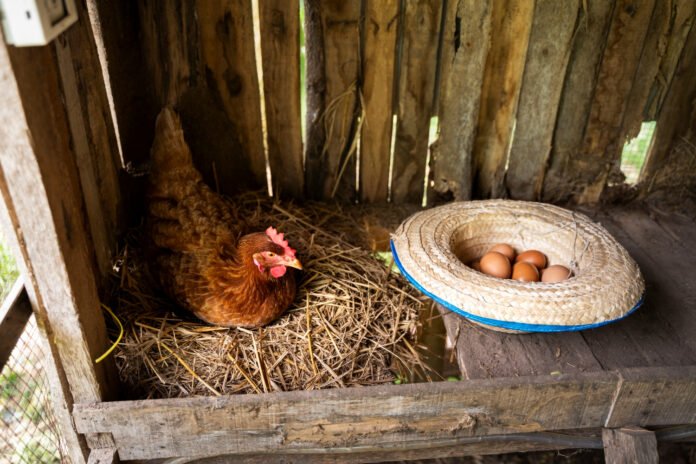 How many nesting boxes per chicken