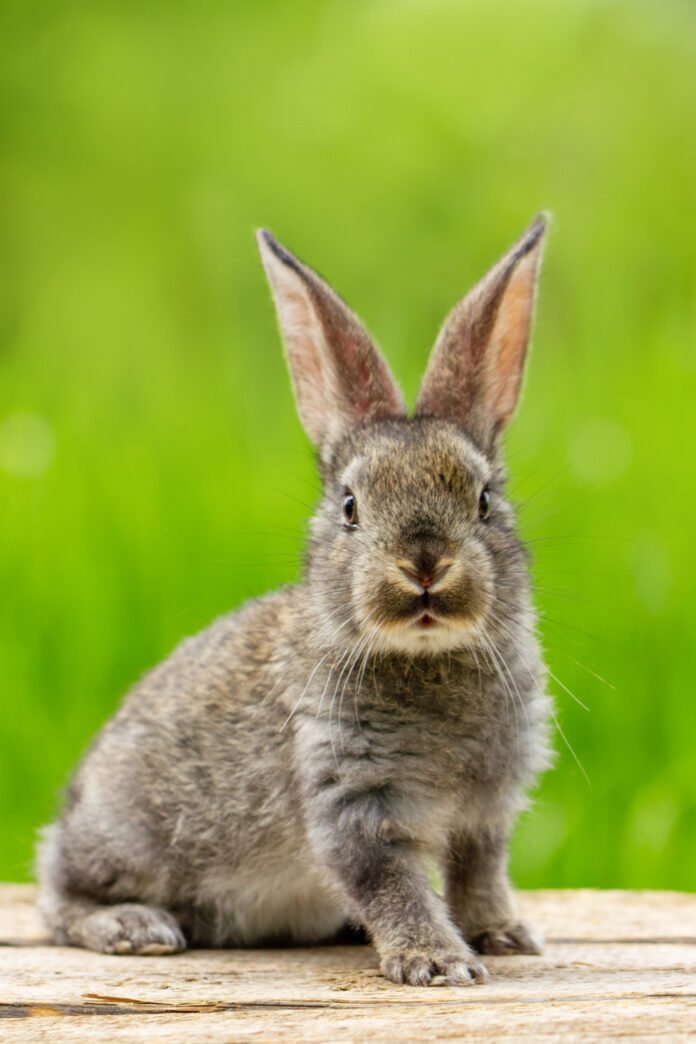 How to keep rabbits out of garden